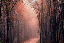 维蒂尼亚：希望能将良好状态带到国家队；不想因过多赞美分心.